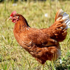 A Chicken