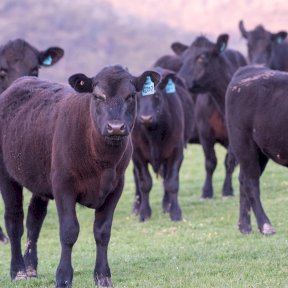 Cow