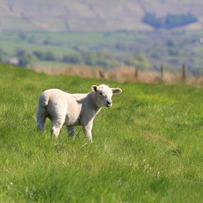 Lamb