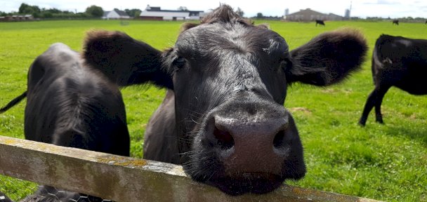 Information for farmers, Clarkes the Butcher